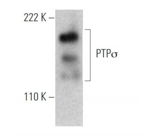 PTP&sigma; Antibody (SS-8) - Western Blotting - Image 367986