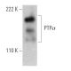 PTPσ Antibody (SS-8) - Western Blotting - Image 367986