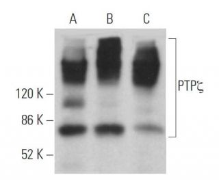 western blotting image from recommended PTP&zeta; (122.2) monoclonal antibody replacement. Image 363196