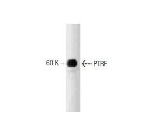 PTRF Antibody (4a) - Western Blotting - Image 127477