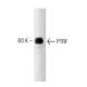 PTRF Antibody (4a) - Western Blotting - Image 127477