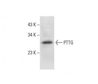PTTG Antibody (C-2) - Western Blotting - Image 304494 