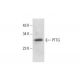 PTTG Antibody (C-2) - Western Blotting - Image 304494 
