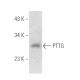 PTTG Antibody (C-2) - Western Blotting - Image 389003