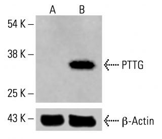 PTTG Antibody (C-2) - Western Blotting - Image 415473