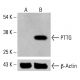 PTTG-Antikörper (C-2): sc-398471. Western Blot Analyse der PTTG Expression in unbehandelten (A) und chemisch behandelten (B) K-562-Gesamtzelllysaten. β-Actin (C4): sc-47778 als Ladekontrolle verwendet. Verwendetes Nachweisreagenz: m-IgG Fc BP-HRP: sc-525409. PTTG Antibody (C-2) - Western Blotting - Image 415473