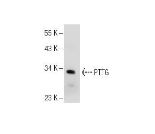 PTTG Antibody (G-9) - Western Blotting - Image 155554 