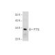 PTTG Antibody (G-9) - Western Blotting - Image 155554 