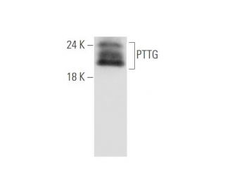 PTTG Antibody (H-3) - Western Blotting - Image 333666 