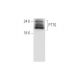 PTTG Antibody (H-3) - Western Blotting - Image 333666 
