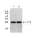 PTTG Antibody (H-3) - Western Blotting - Image 362902