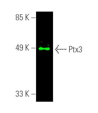 アナキャン　ANCAN メタヘキテ ptx3-antibody-c-10-western-