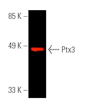 Ptx3抗体(C-10) | SCBT - Santa Cruz Biotechnology