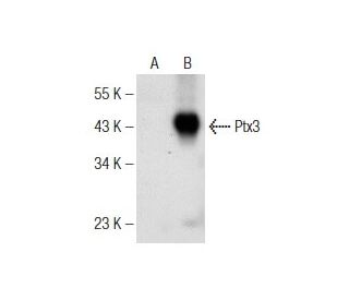 Ptx3 Antibody (C-10) - Western Blotting - Image 147272