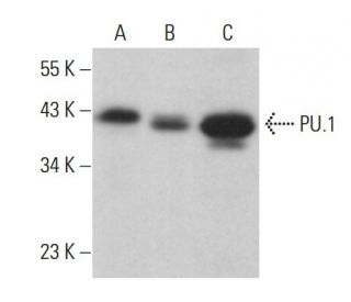 PU.1/Spi1 Antibody (A-7) - Western Blotting - Image 377086 