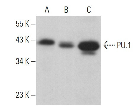 PU.1/Spi1 Antibody (A-7) | SCBT - Santa Cruz Biotechnology