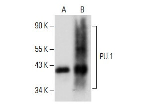 Anti-PU.1/Spi1 Antibody (C-3) | SCBT - Santa Cruz Biotechnology