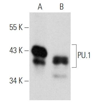 Anti-PU.1/Spi1 Antibody (C-3) | SCBT - Santa Cruz Biotechnology