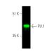 PU.1/Spi1 Antibody (C-3) | SCBT - Santa Cruz Biotechnology