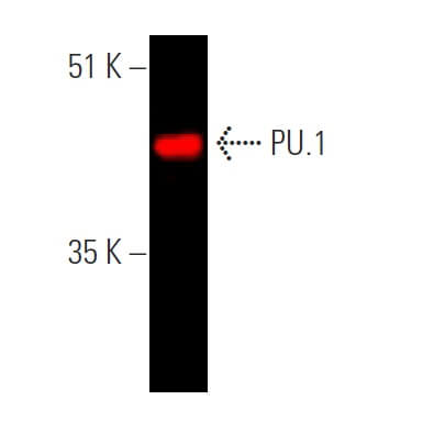 Anti-PU.1/Spi1 Antibody (C-3) | SCBT - Santa Cruz Biotechnology