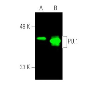 PU.1 Antibody (C-3) - Western Blotting - Image 390277