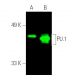PU.1/Spi1 Antibody (C-3) | SCBT - Santa Cruz Biotechnology