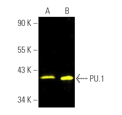 Anti-PU.1/Spi1 Antibody (C-3) | SCBT - Santa Cruz Biotechnology