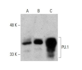 western blotting image from recommended PU.1/Spi1 (C-3) monoclonal antibody replacement. Image 384033
