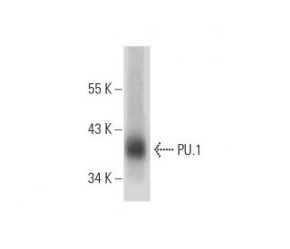 PU.1/Spi1 Antibody (G-11) - Western Blotting - Image 288993
