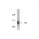 PU.1/Spi1 Antibody (G-11) - Western Blotting - Image 288993