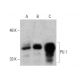 western blotting image from recommended PU.1/Spi1 (C-3) monoclonal antibody replacement. Image 384033