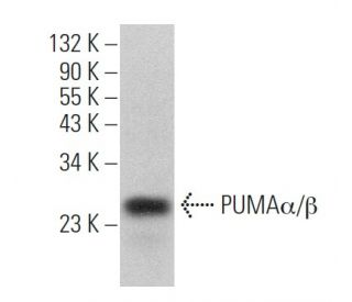 PUMA&alpha;/&beta; Antibody (G-3) - Western Blotting - Image 361138 