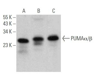 PUMA&alpha;/&beta; Antibody (G-3) - Western Blotting - Image 361126 