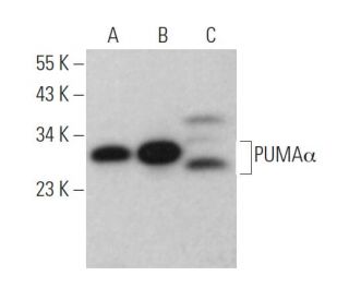western blotting image from recommended PUMA&alpha; (B-6) monoclonal antibody replacement. Image 374893