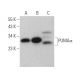 western blotting image from recommended PUMAα (B-6) monoclonal antibody replacement. Image 374893
