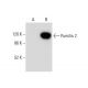 Pumilio 2 Antibody (A-10) - Western Blotting - Image 306594 