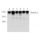 Pumilio 2 Antibody (C-8) - Western Blotting - Image 314104 