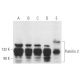 Pumilio 2 Antibody (C-8) - Western Blotting - Image 357758