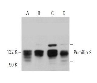 Pumilio 2 Antibody (C-8) - Western Blotting - Image 374491 