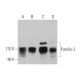 Pumilio 2 Antibody (C-8) - Western Blotting - Image 374491 