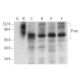 Punc Antibody (F-3) - Western Blotting - Image 314159