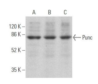Punc Antibody (F-3) - Western Blotting - Image 369955 