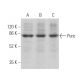 Punc Antibody (F-3) - Western Blotting - Image 369955 