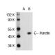 Punctin/ADAMTSL1 Antibody (PU29Z) - Western Blotting - Image 31742