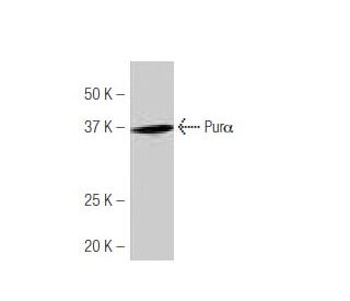Pur&alpha; Antibody (80-L) - Western Blotting - Image 53892Each CRISPR/Cas9 Knockout (KO) Plasmid product consists of a pool of 3 plasmids designed to ensure identification and cleavage of a specific gene for maximum knockout efficiency. Each plasmid encodes a unique 20 nt sequence derived from the GeCKO (v2) library. 