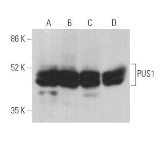 PUS1 Antibody (B-6) - Western Blotting - Image 369403 