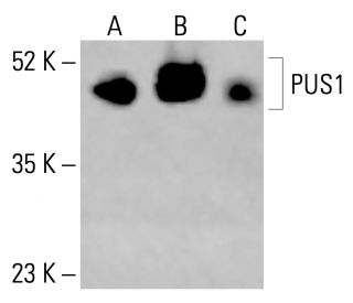 PUS1 Antibody (C-4) - Western Blotting - Image 414774 