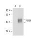 PUS1 Antibody (E-3) - Western Blotting - Image 155293