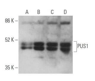 PUS1 Antibody (E-3) - Western Blotting - Image 369446 