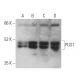 PUS1 Antibody (E-3) - Western Blotting - Image 369446 